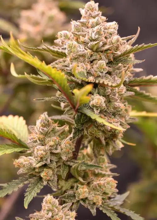 Granite Haze F7