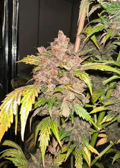 Blappleberry Haze F3
