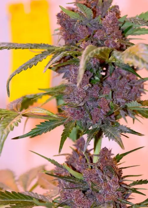 Blappleberry Haze