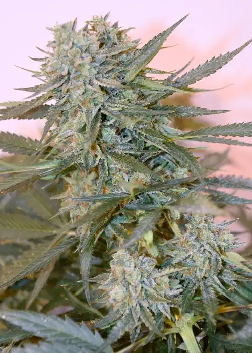Frosted Cherry’Os F3