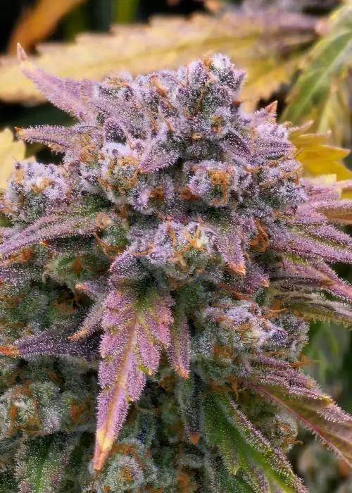 Granite Gas