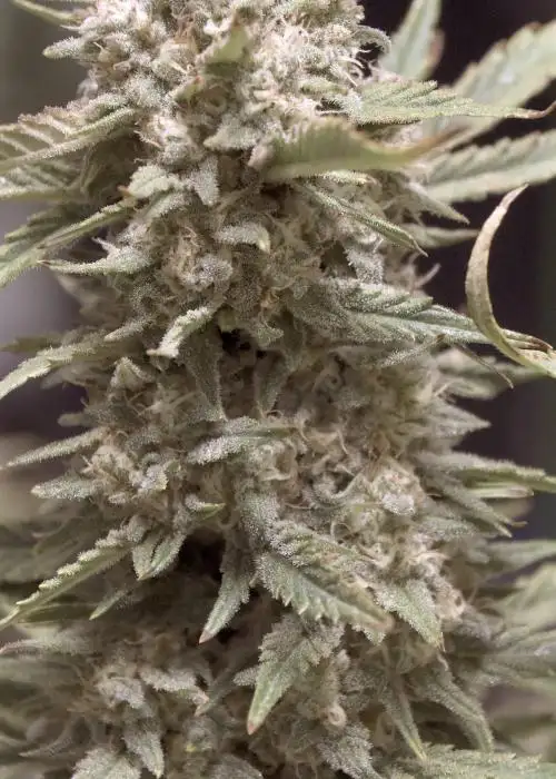 Granite Haze F4