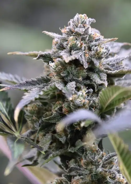Granite Haze F6