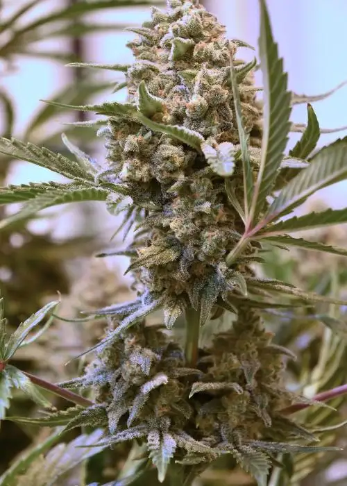 Haze Beast