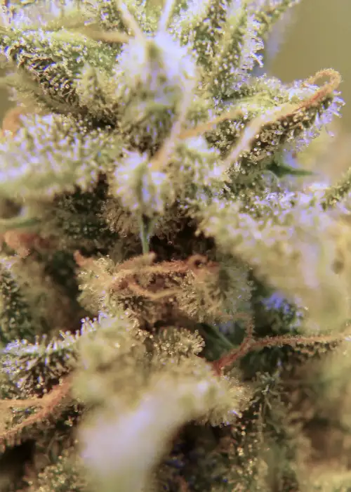 Sour Black Cherry Haze