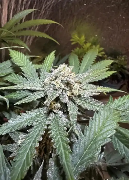 Terp Sneeze