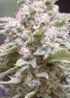 Granite Haze