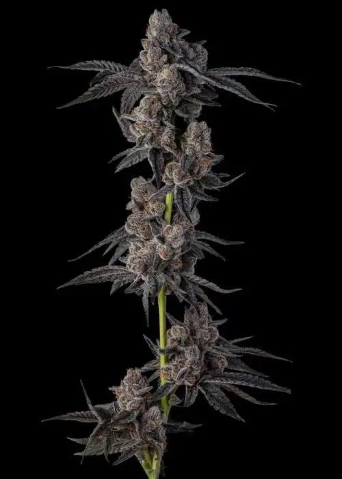Mellowz