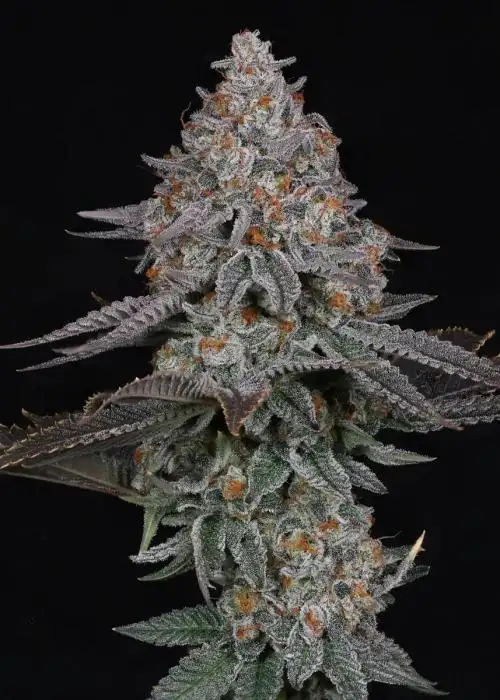 Pink Certz
