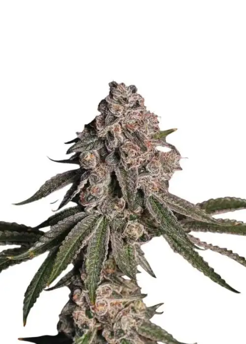 Grape Gasoline