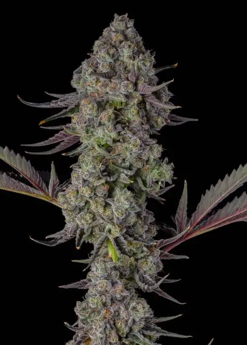 Eye Candy