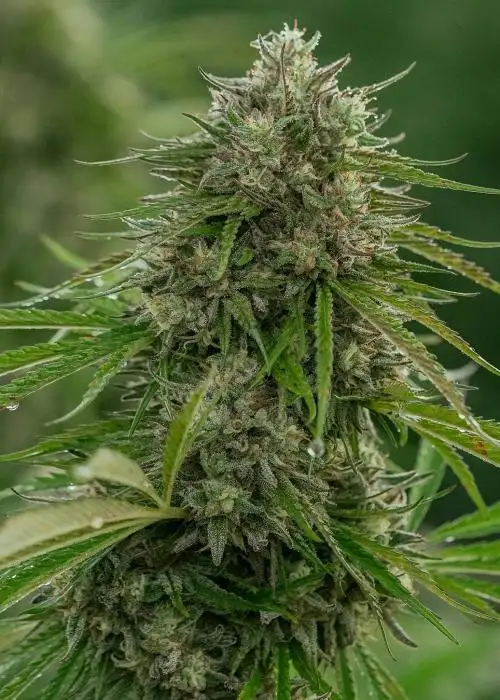 Papaya Candy