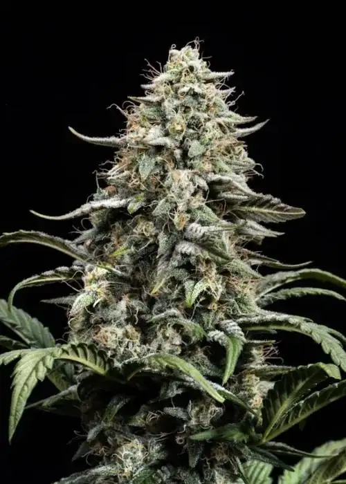 Blue Dream Full Term