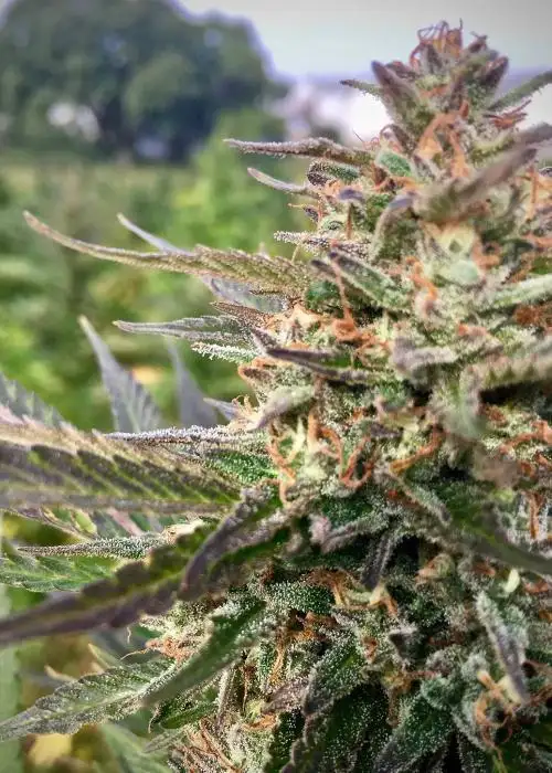 Berry Gas Mask CBD