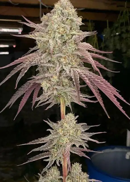 Caps Frozen Lemons F3 (C.F.L.)