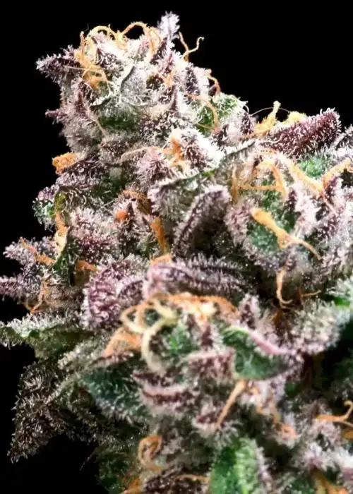 Crazy Train