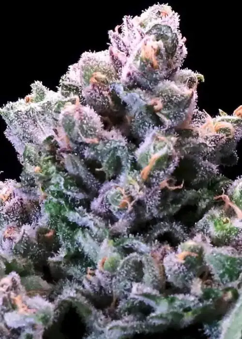 Huckleberry Pie