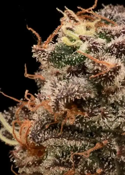 Sour Cherry Diesel