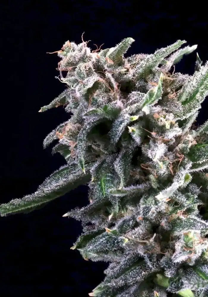 Cherry Lime Reserve
