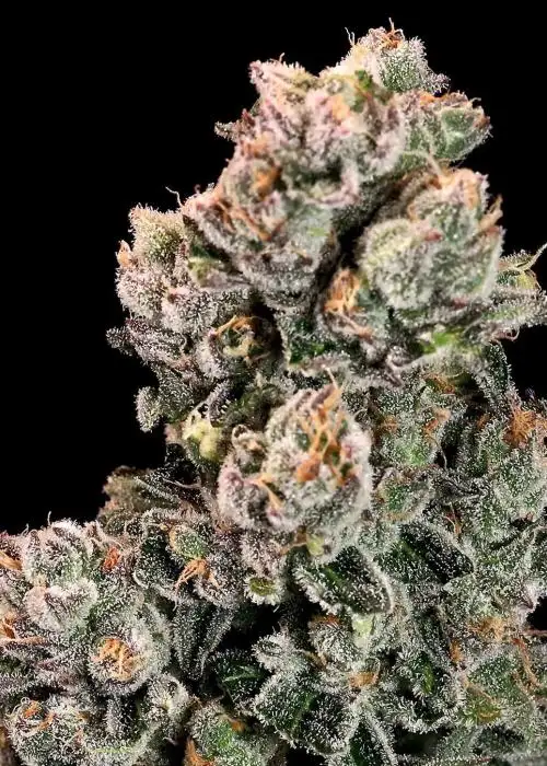 Slurpicane