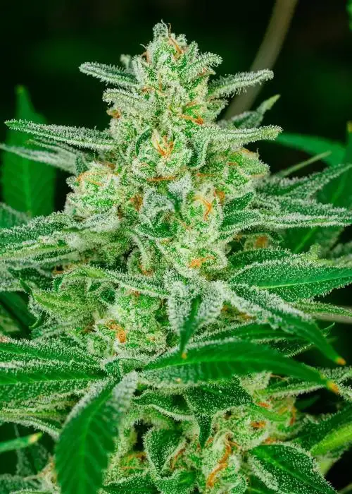 Blue Dream Semi