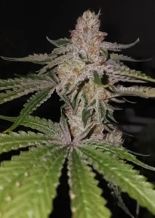 G.A.G (Gas Ass Grass)