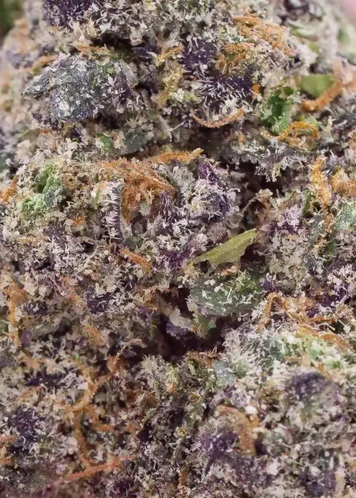 Revenge of the Squid