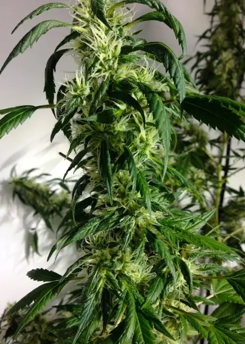 Afghanica (aka Kabul Baba)
