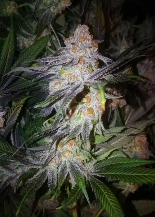 Purple Punch