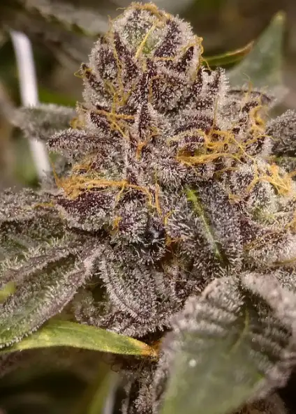 Peanut Butter Breath