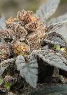 Grape Ape