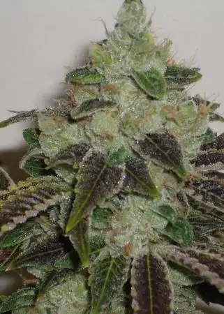 Jet Fuel (aka G6)