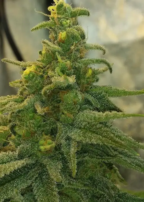 Banana Kush