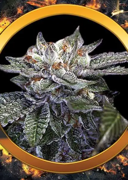 California Kush