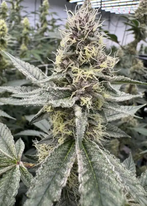 Fruity Pebbles OG