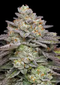 Jet Fuel Gelato
