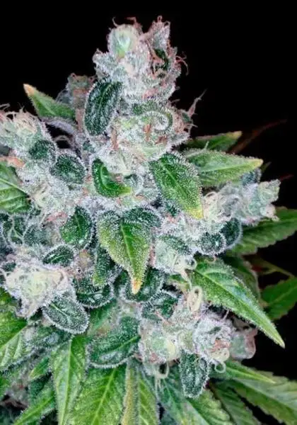 Kandy Kush