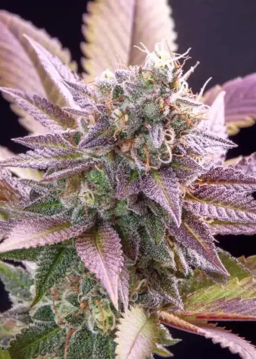Purple Runtz