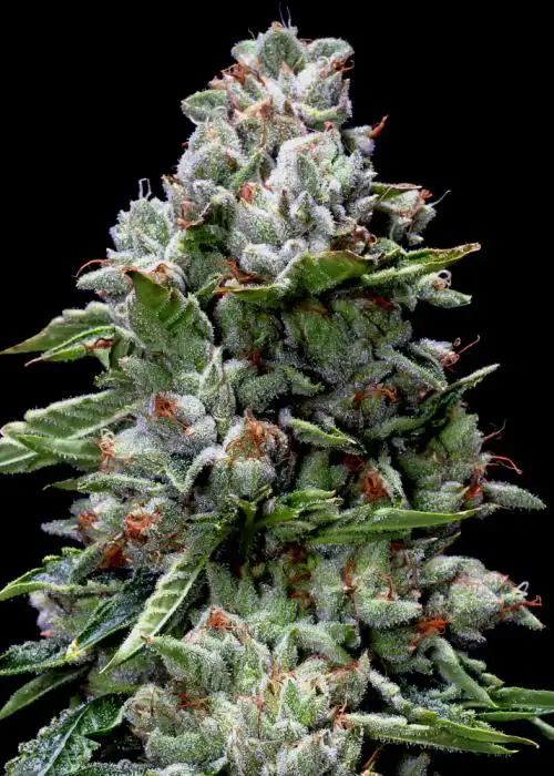 Kosher Kush