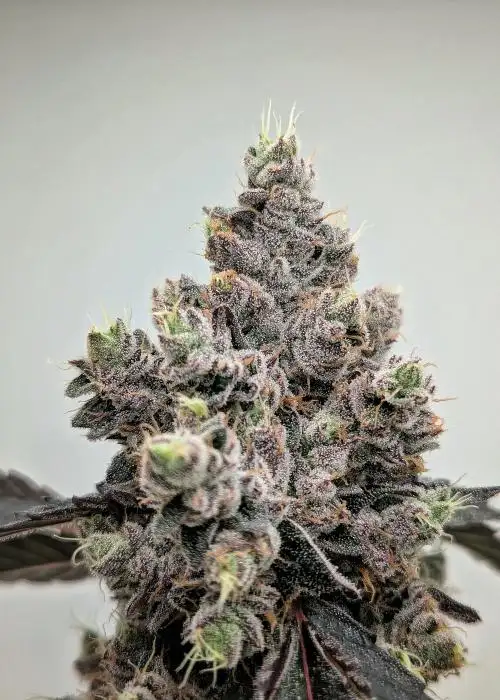 Hash Burger