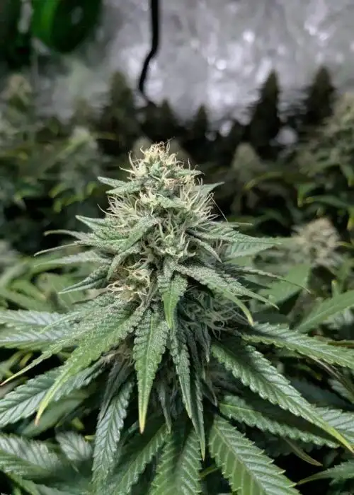 Sour Tangie