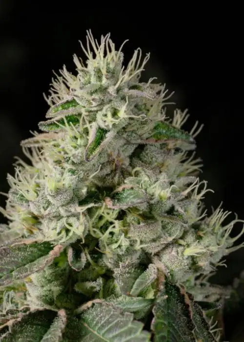 Brownie Scout