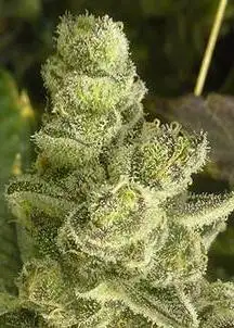 Space Cake