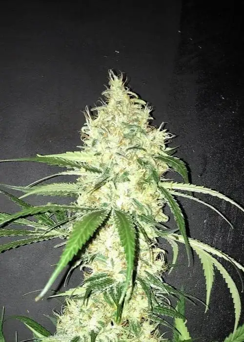 Gorilla Haze