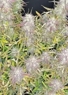 Platinum Cookies