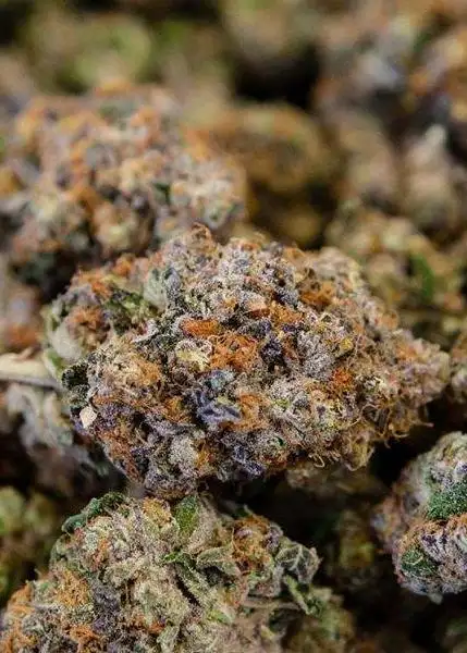 Gelato 45