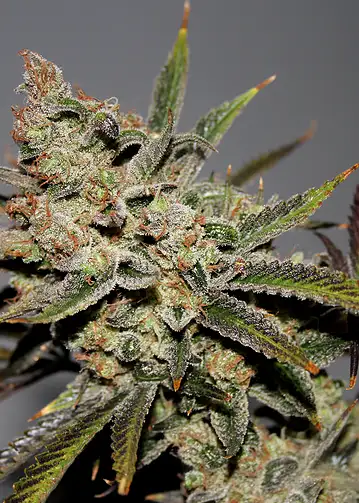 Strawberry Diesel