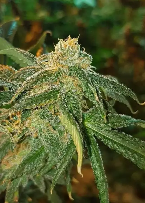 Las Vegas Lemon Skunk