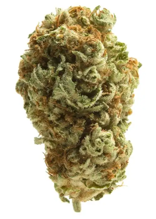 Gelato Runtz