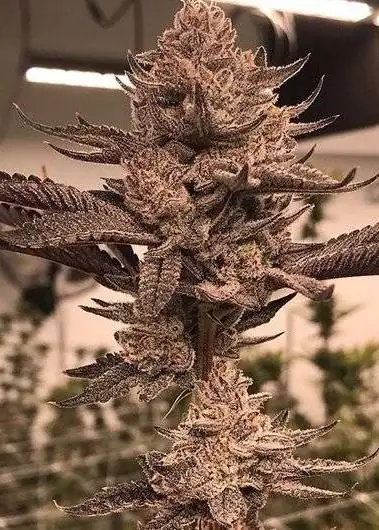 Gorilla Butter